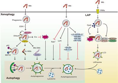 Regulatory Mechanisms of Autophagy-Targeted Antimicrobial Therapeutics Against Mycobacterial Infection